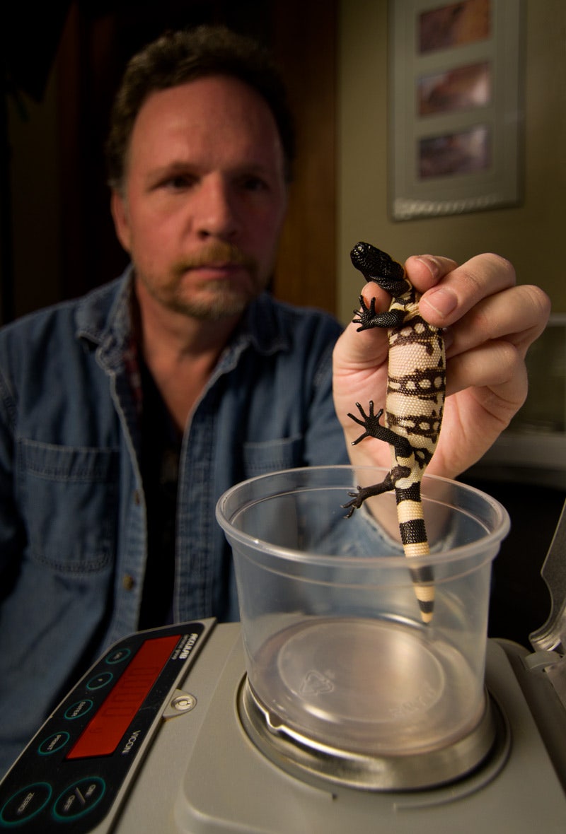 가젤동물 | TikTok, image size:800x1180