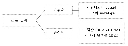  미생물학 - 바이러스의 구조