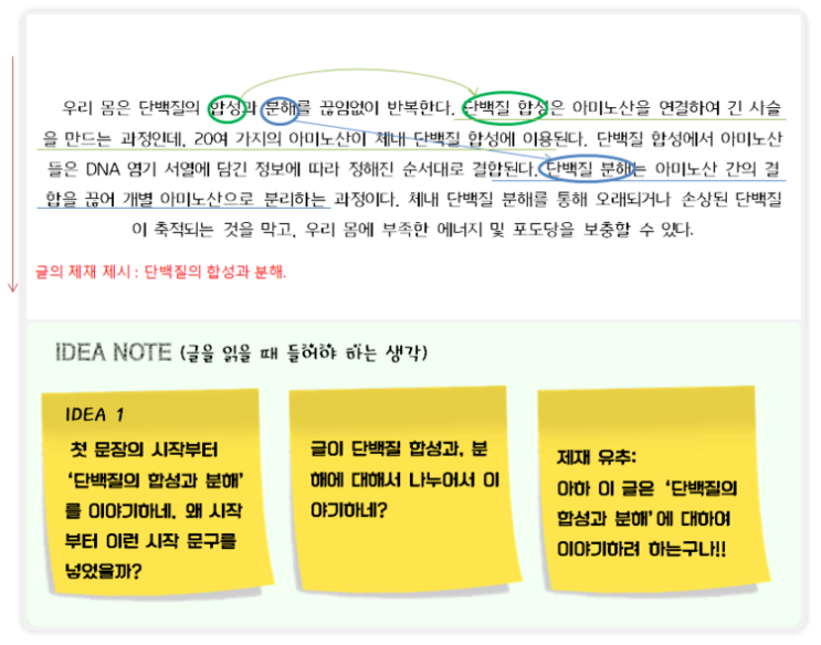  [15A수능 16~19번] 단백질의 합성과 분해