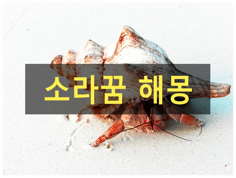 소라꿈 조개꿈 해몽 이런의미가?!