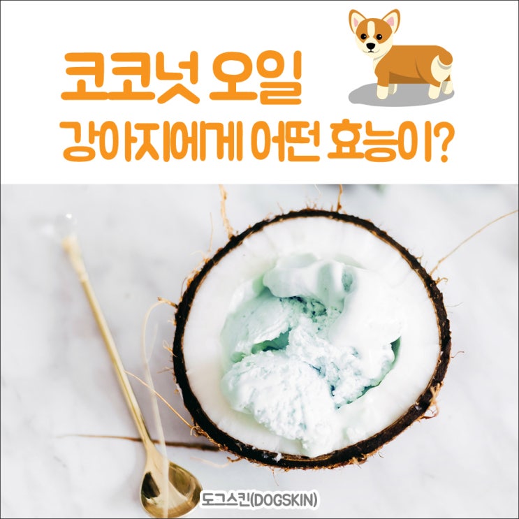  코코넛 오일 강아지에게 어떤 효능이 있을까?