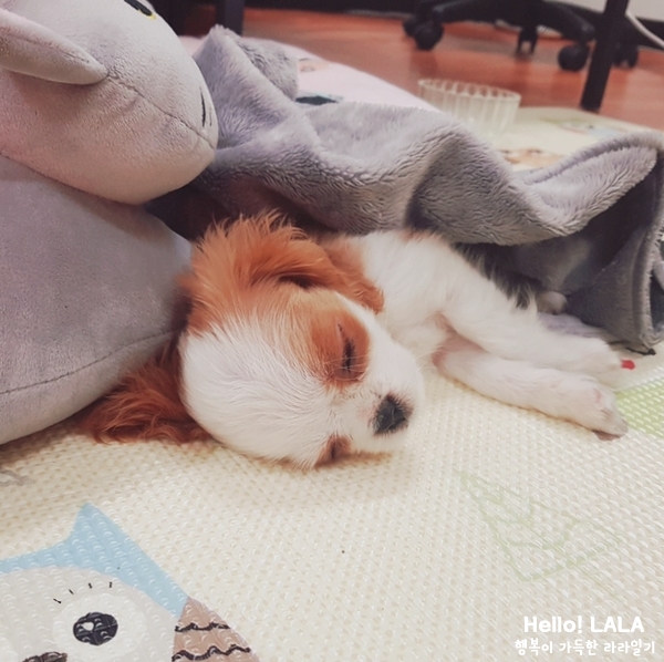  헬로라라 : 희번득 해도 이뻐 >.<