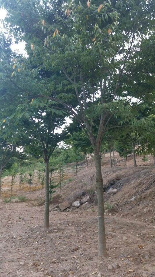 구름위의산책농원 사진 4