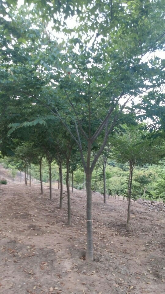 구름위의산책농원 사진 5