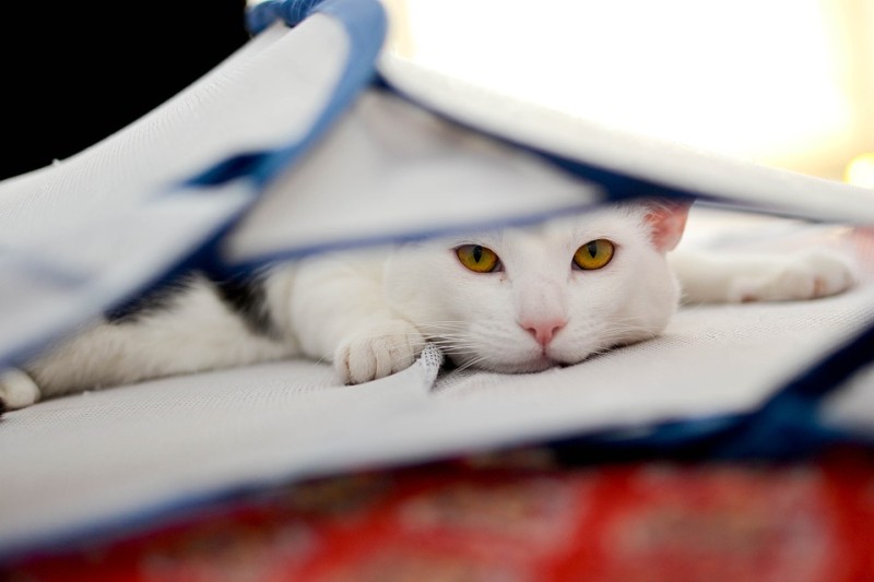 고양이 천식 기침 검사와 치료 : 네이버 블로그