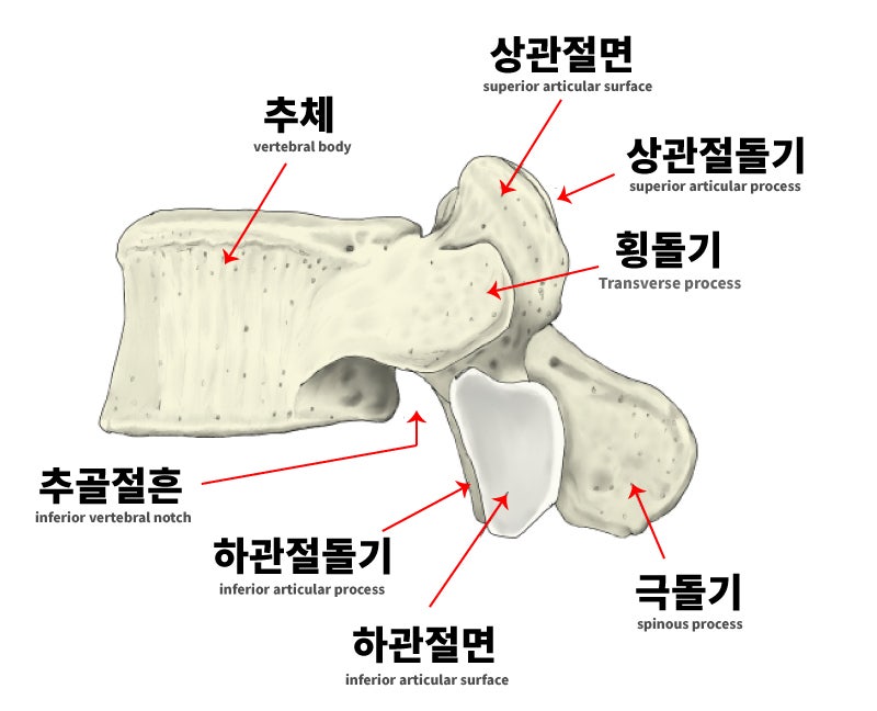 척추뼈의 구조 (추골, 경추골, 흉추, 요추골) : 네이버 블로그