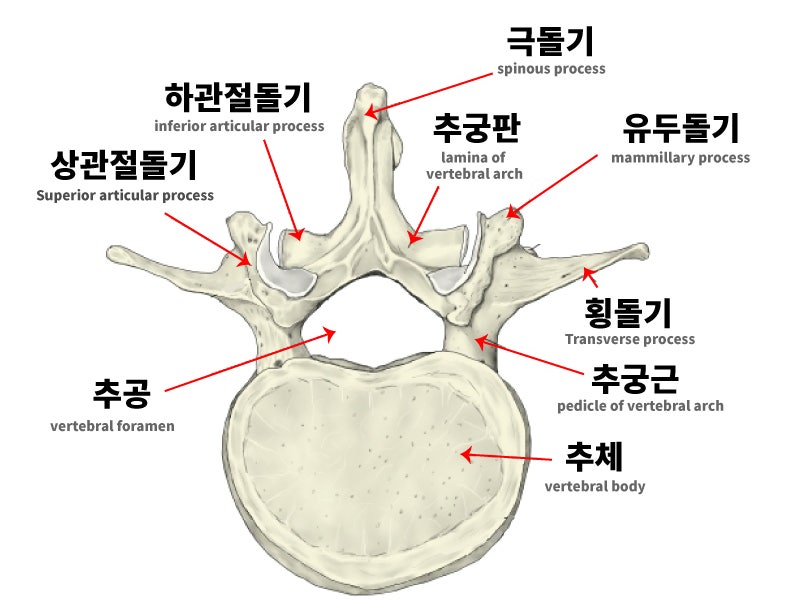 척추뼈의 구조 (추골, 경추골, 흉추, 요추골) : 네이버 블로그