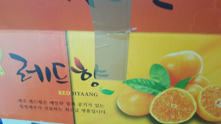  겨울철 간식 레드향