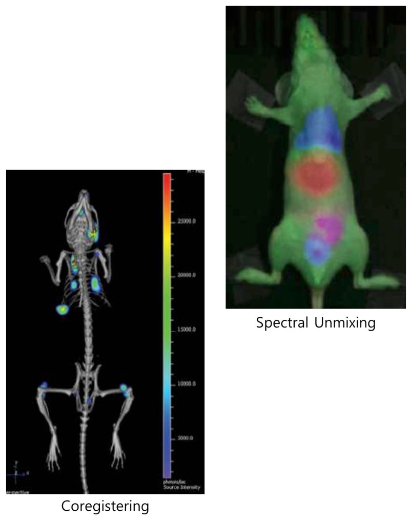[Revvity]-IVIS Spectrum / 전임상 단층 촬영 광학 이미징 / In Vivo Imaging System-[엔 ...