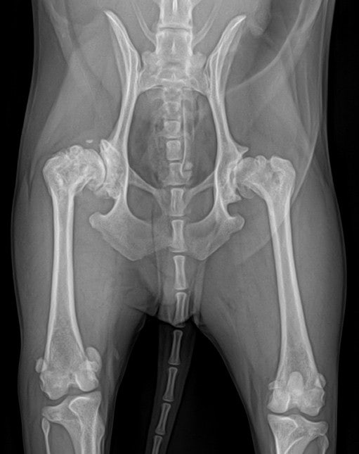 반려견 고관절 퇴행성관절염치료/반려견 뒷다리 다칩니다/강아지 뒷다리에 힘이 없습니다/반려견 엉덩이 만지면 아파합니다/반려견 대퇴골두수술가격비용