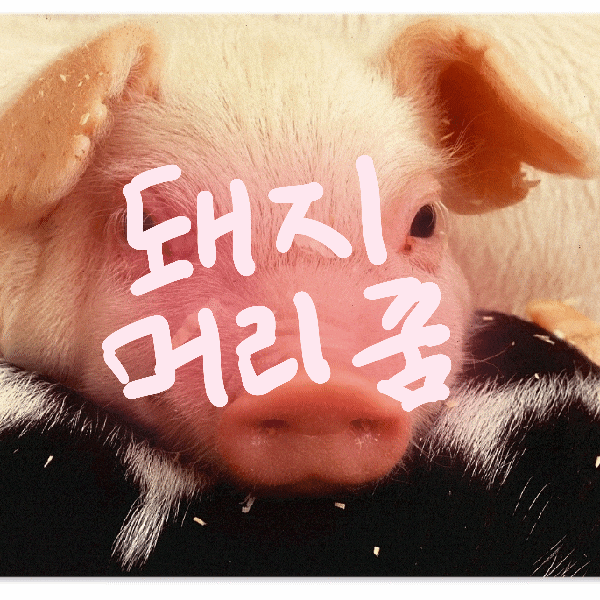 돼지머리 꿈/ 해몽풀이