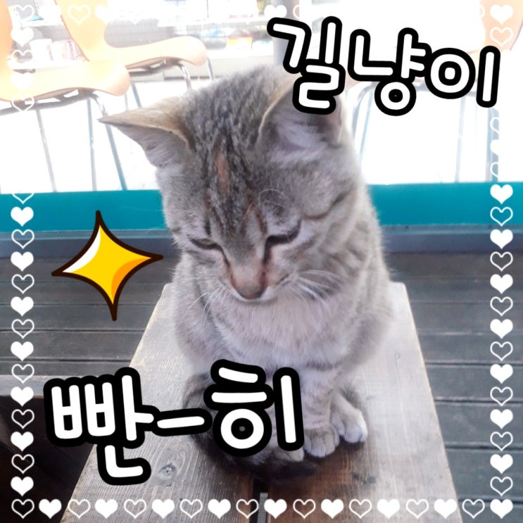  편의점에 앉았더니 길고양이가 옆자리에 지키고서서
