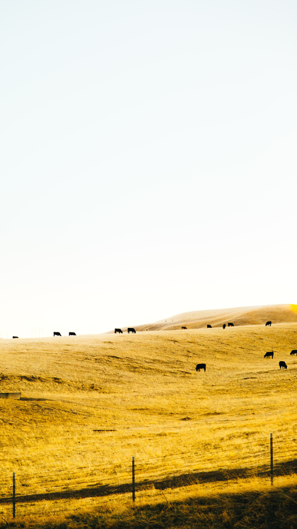 농장 아이폰 배경화면