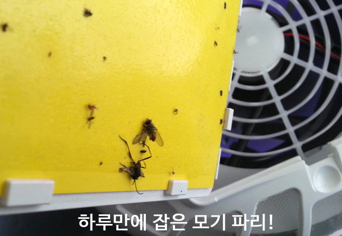 날파리 없애는법 실수없이 해볼까 날파리 없애는법 실수없이 해볼까