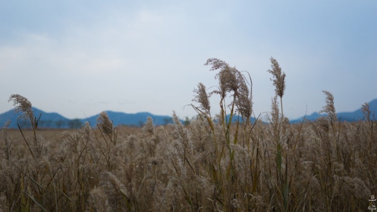  한장 62장