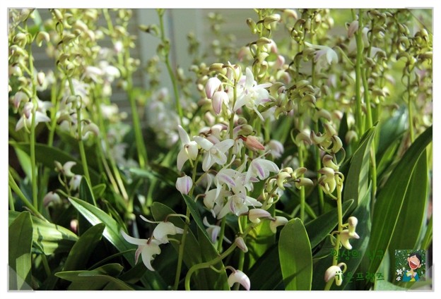 꽃대 올리는 긴기아난(킨기아눔,깅기아난)- 추위에 강한 서양난 : 네이버 블로그