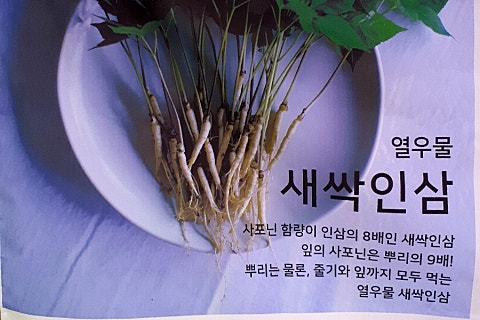 열우물새싹인삼 이미지