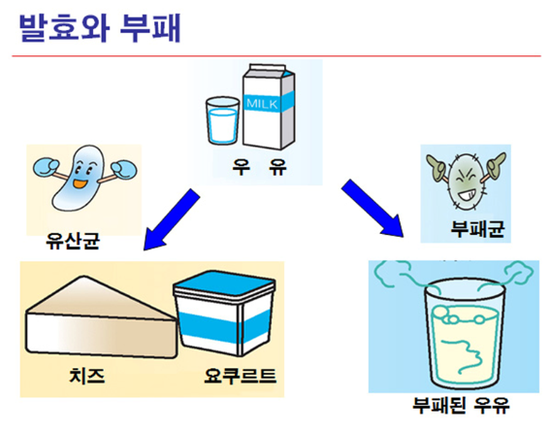 발효과정을 통한 유제품 만들기