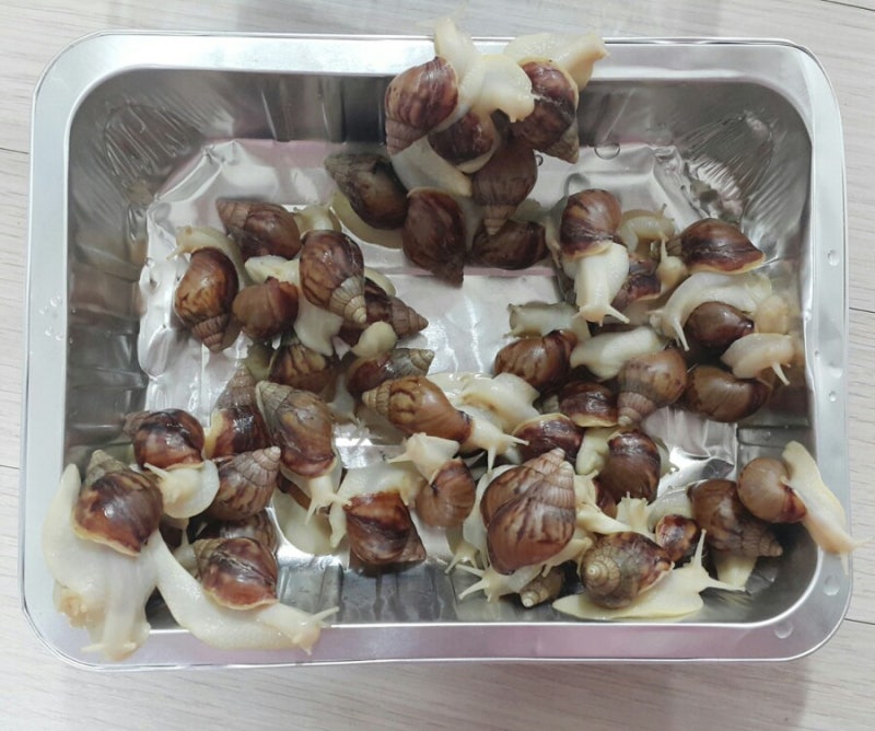달팽이 키우기-아프리카 식용 달팽이, 5세 아이와 달팽이 키우기, 애완동물, 애완 달팽이, 식....
