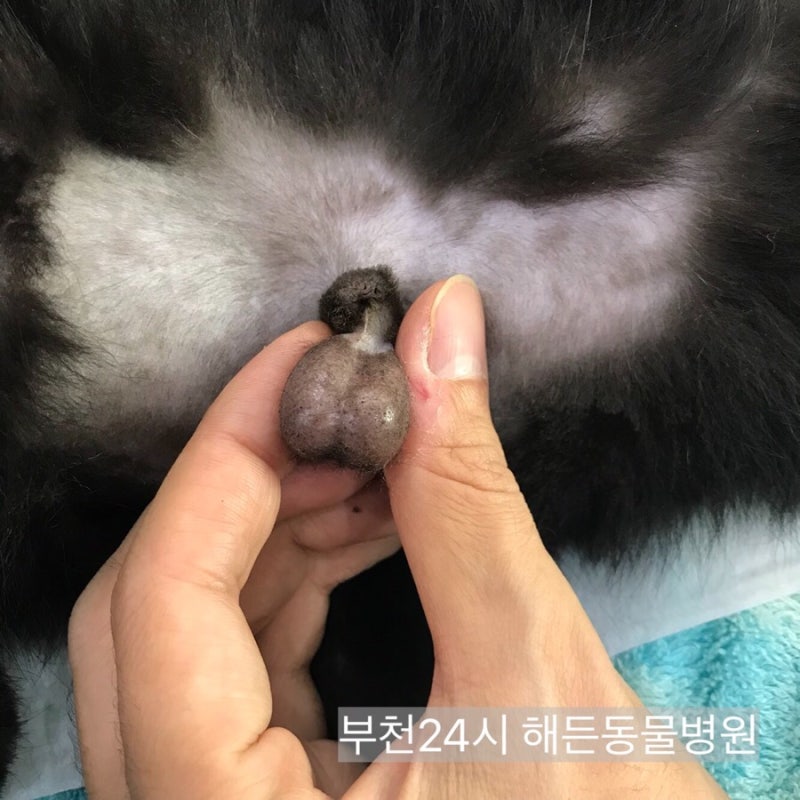 고양이 중성화 시기, 수술 후 주의점까지-