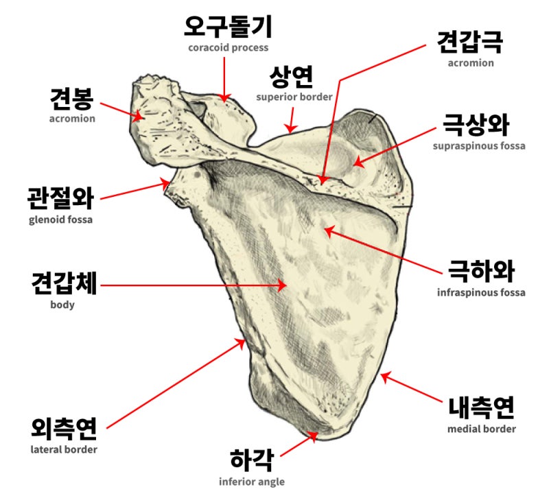 흉곽의 구조(흉골, 늑골, 쇄골, 견갑골) : 네이버 블로그