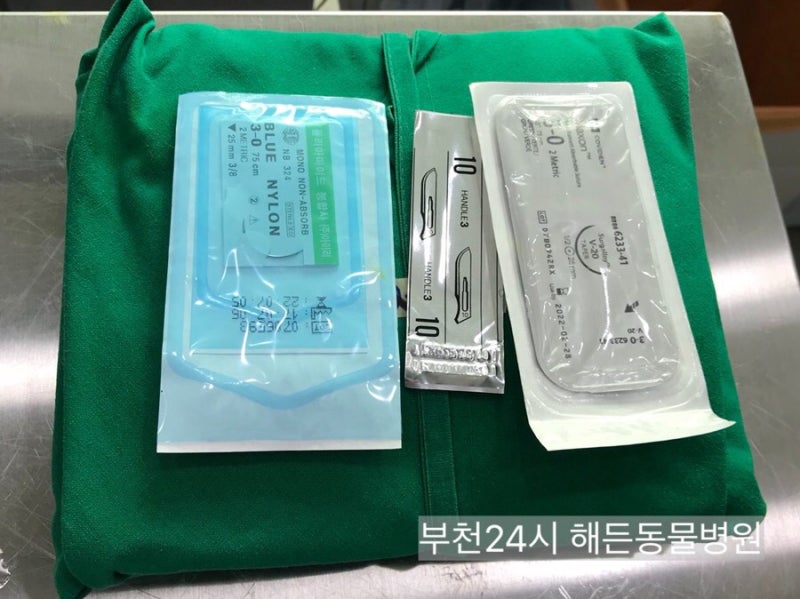 [부천 고양이 전문 동물병원] 우리집 고양이가 중성화수술 시기를 놓쳤는데, 지금이라도 수술이 가능할까요? : 네이버 블로그