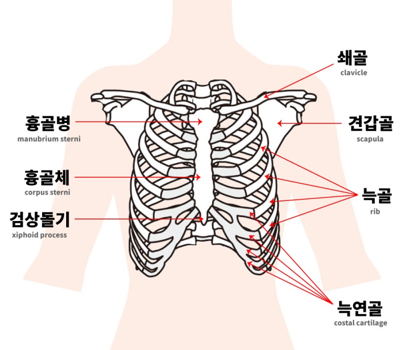 흉곽의 구조(흉골, 늑골, 쇄골, 견갑골) : 네이버 블로그