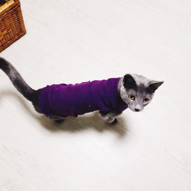  [러시안블루 고양이 '글로리' 231일]고양이 환묘복 만들기