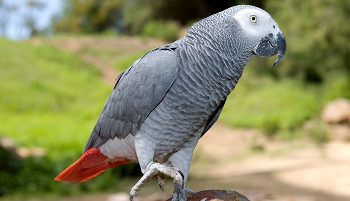대형앵무새의 종류와 가격2 - 회색앵무(African Grey Parrot) : 네이버 블로그