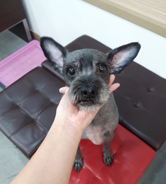  믹스견미용 노령견 미용하러 왔습니다~
