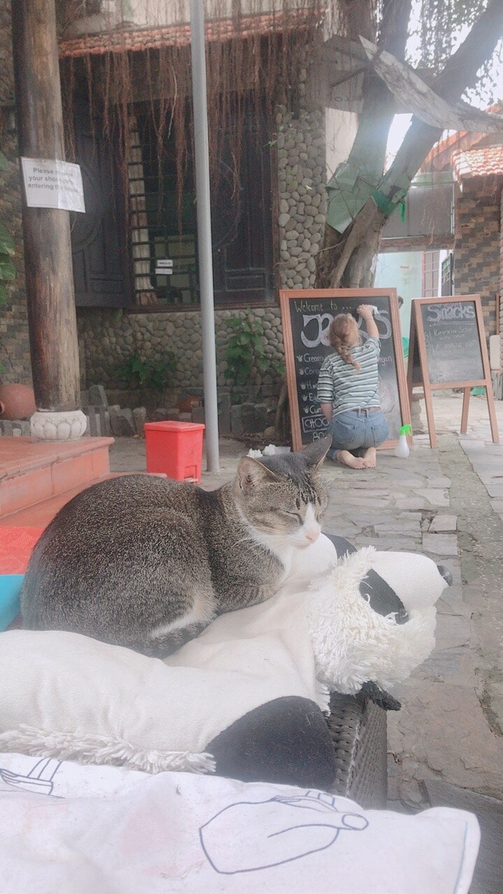 베트남여행)호이안 고양이카페 Jack's cat cafe 잭스 캣 카페 호이안추천여행지 : 네이버 블로그, image size:720x1280