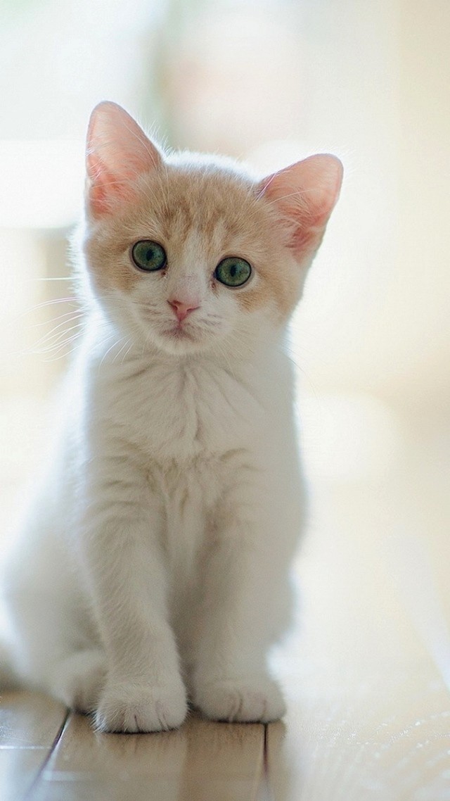 아이폰 배경화면 사진 귀여운 고양이 꽃 풍경 사진 : 네이버 블로그