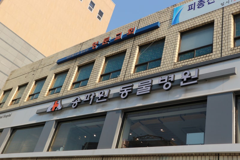 암캐 발정기와 중성화 수술 [송파구 동물병원]