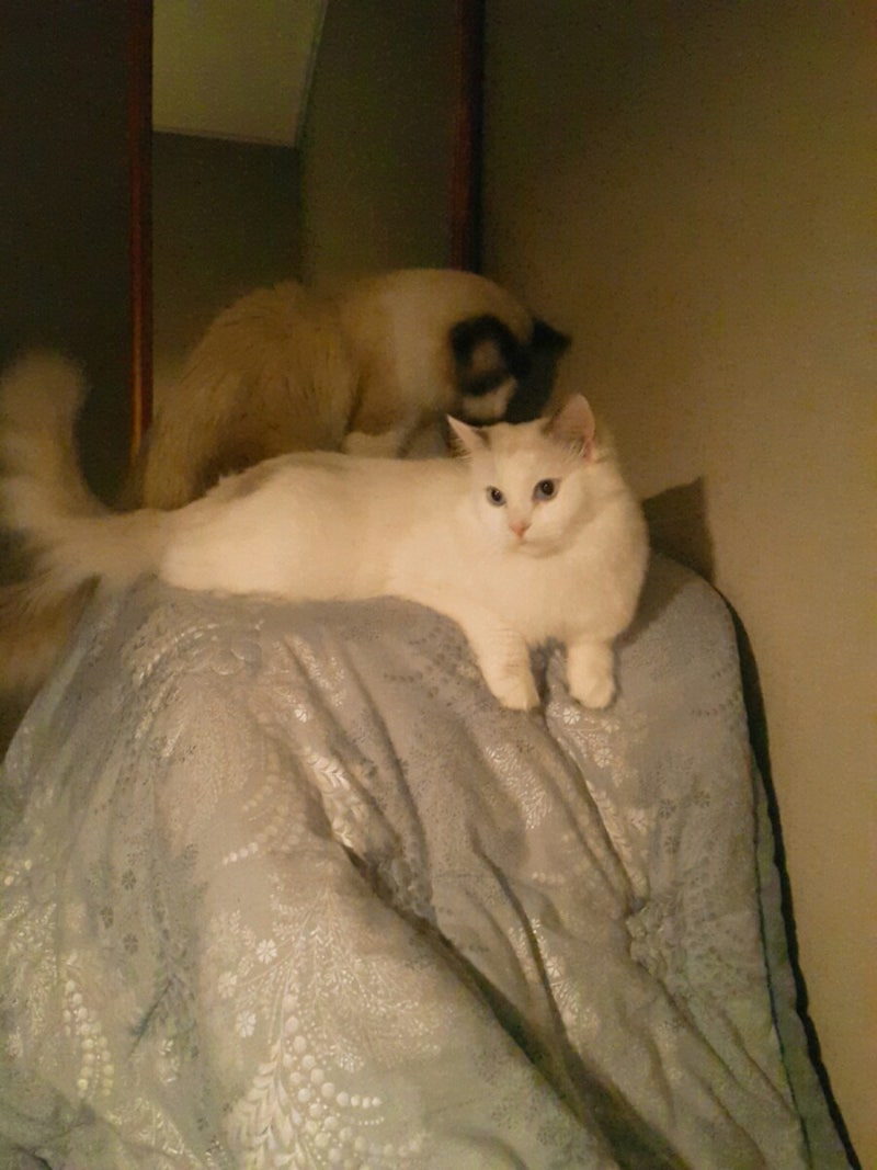 고양이 출산 샤샤가 새끼를 낳았어요 : 네이버 블로그