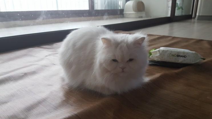  페르시안 냥이 모자 포쿠와 이타치