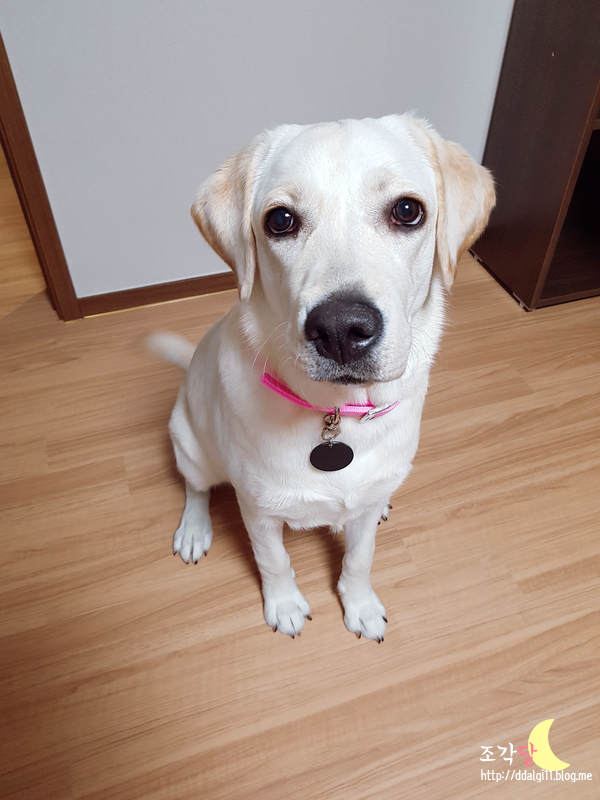  [코스탈펫] Coastal Pet Products 칼라 핑크 브라이트 22inch