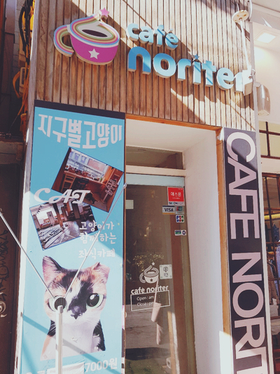 유기묘를 위한 냥이 카페, 이대 지구별 고양이