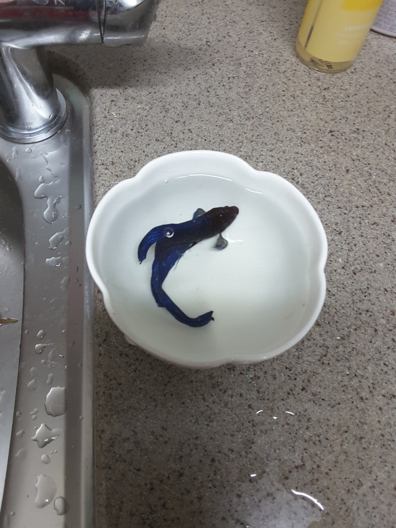 베타물고기키우기 : 네이버 블로그, image size:800x1067