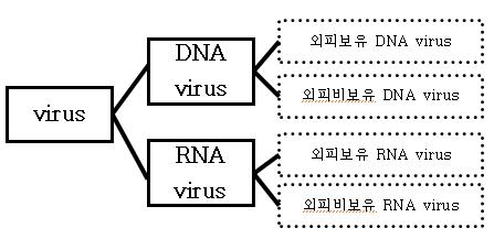  바이러스 각론 - 분류