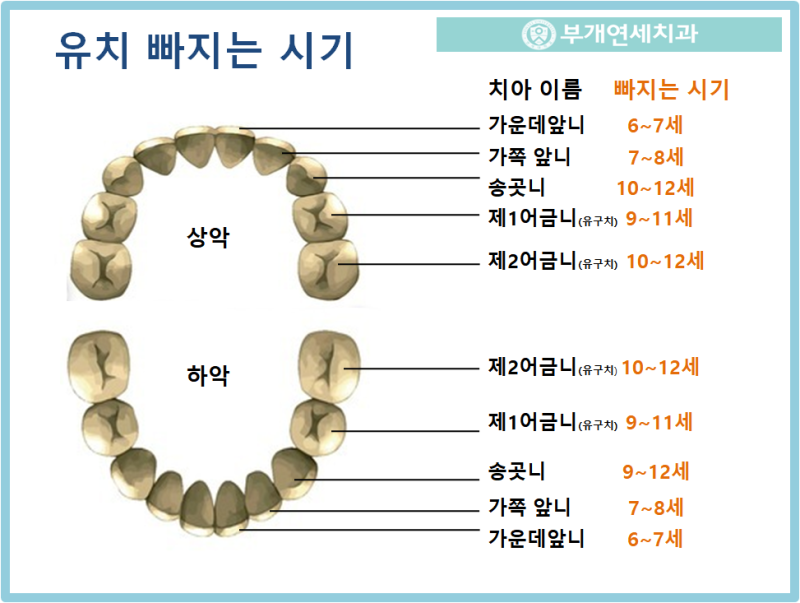 유치 빠지는 시기 및 순서 [부개연세치과] : 네이버 블로그