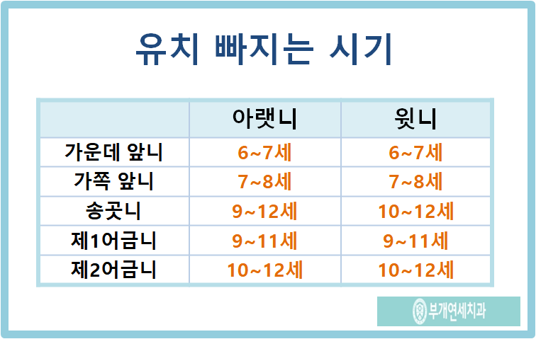유치 빠지는 시기 및 순서 [부개연세치과] : 네이버 블로그