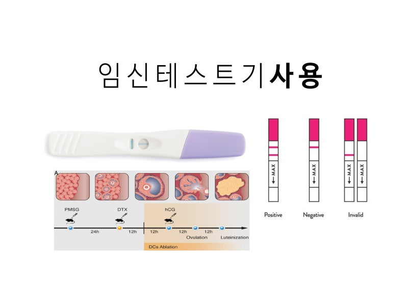 임신테스트기 사용시기 & 정확한 사용법/확인방법 정리 : 네이버 블로그 임신테스트기 사용시기 & 정확한 사용법/확인방법 정리 : 네이버 블로그