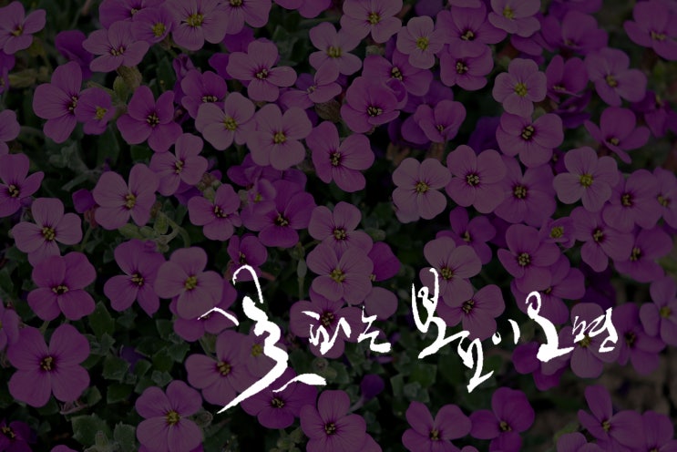  일러스트와 캘리그라피 작품. 꽃 피는 봄이오면