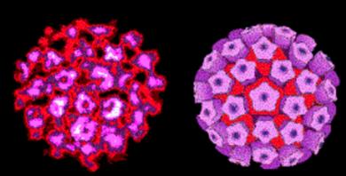  바이러스 각론 - Papovavirus 파필로마바이러스과(Papilloma virus)