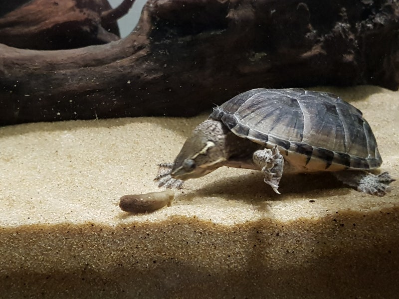 커먼머스크 터틀이 토종자라의 대변을