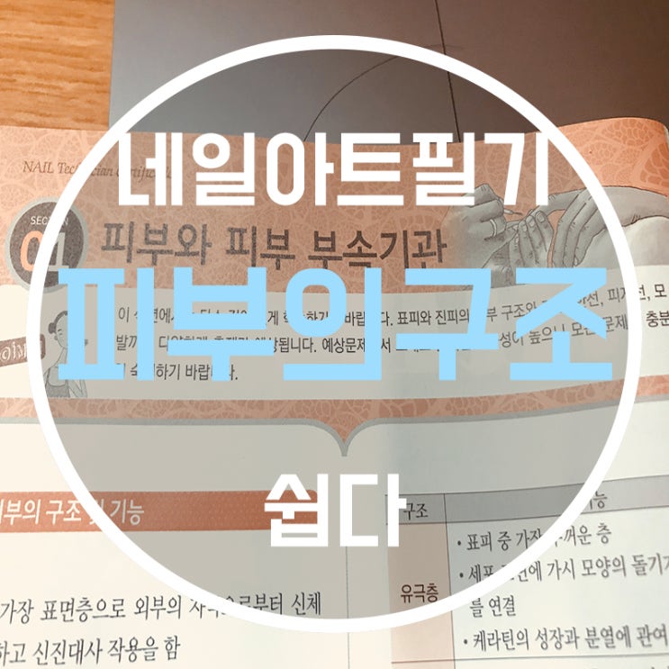  네일아트이론 제 2장 ! 피부의 구조 및 기능