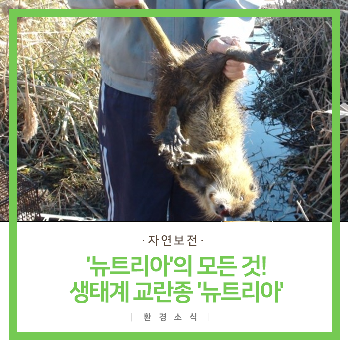  '뉴트리아'의 모든 것! 생태계 교란종 '뉴트리아'