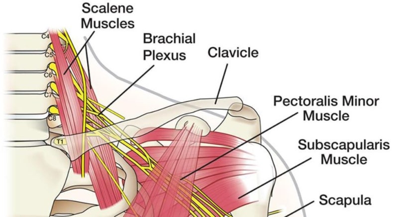 [핏플로우짐 Anatomy] Subscapularis 견갑하근(어깨밑근) : 네이버 블로그