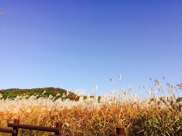  인천/인천데이트/인천놀거리/인천가볼만한곳/인천산책/인천소풍/청라생태공원/인천청라생태공원/인천나들이/나들이/산책장소/서울근교소풍/인천근교/수원근처소풍