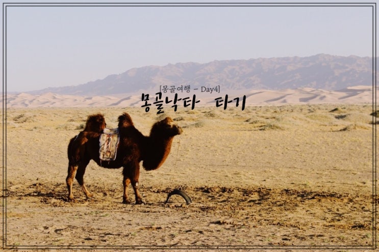  몽골여행 투어 일정 D3 - 몽골 낙타 타기
